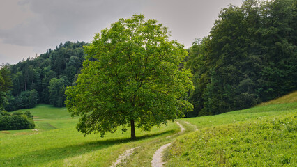 Rural road in the forest