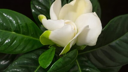 Macro time lapse blooming and wilting Gardenia (Gardenia jasminoides or cape jasmine) flower