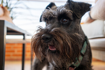 Closeup schnauzer dog lied to sleep on blurred tile floor and white cement wall in front of house view background.