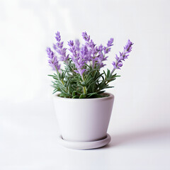 lavender in pots with white background 