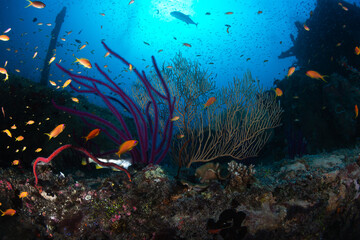 Naklejka na ściany i meble Small fish swimming in front of coral