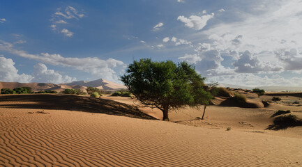 Camel thorn surround by dunes in the Namib Desert 