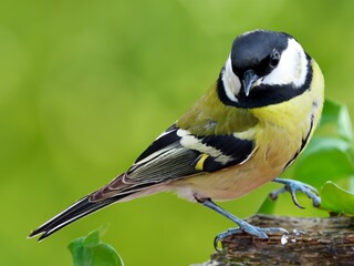tit bird on a branch