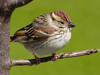 sparrow on a branch