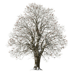 Obraz premium winter tree with snow and ice arch wiz cutout 3d render