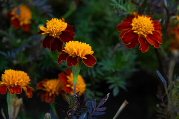 Marigolds are orange and yellow autumn flowers of the Asteraceae family, Tagetes patula.