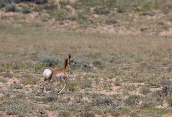 Pronghorn Antelope Fawn in the Wyoming Desert