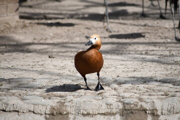 Duck on a rock