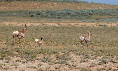 Naklejka na ściany i meble Pronghorn Antelope Doe and Fawn in the Wyoming Desert