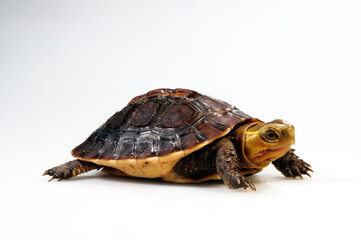 Chinese box turtle // Gelbrand-Scharnierschildkröte (Cuora flavomarginata)
