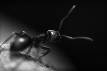 black ant close up