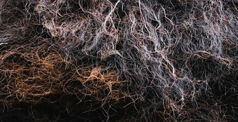 Animal fur close up. American bison texture.
