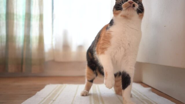 三毛猫 Images – Browse 10,435 Stock Photos, Vectors, and Video