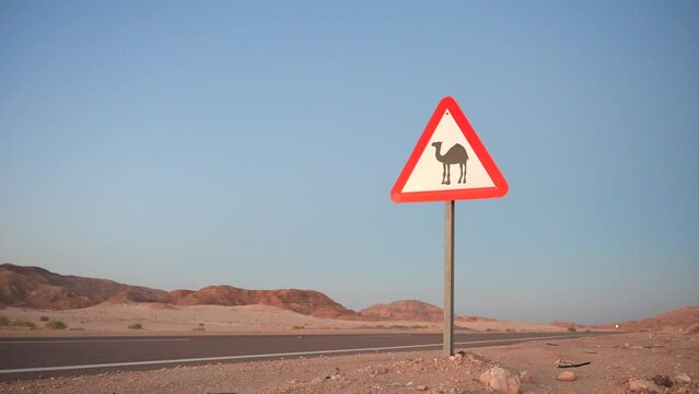 Minibus with travelers passing warning road sign with dromedary camel crossing the desert. Protecting Roadside Wildlife 
