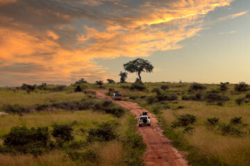 Safari Vehicles Driving into Sunset in African Savannah