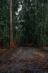 Obraz premium Moody trail in a eucalyptus forest