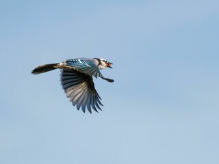 White-throated magpie-jay soaring through the sky with wings spread wide.