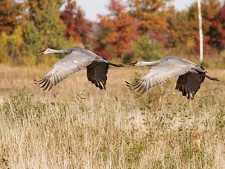 Two cranes soaring in the air above a lush grassy expanse dotted with trees.