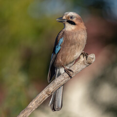 Sojka obecná, Garrulus glandarius, Eurasian jay