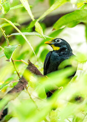 Golden-crested Mynah (Acridotheres cristatellus) Spotted Outdoors