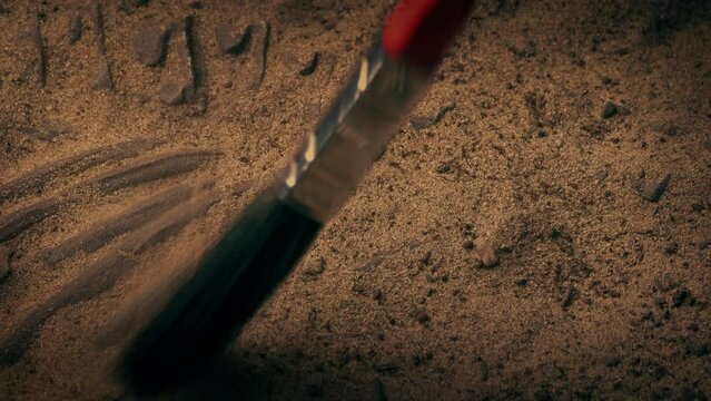 Fossil Revealed By Archeologist Under Sand
