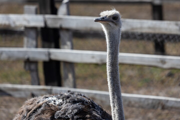 Each ostrich's visage is a study in unique character, with large, soulful eyes that seem to reflect the world around them. Their long, graceful necks complement the angular features of their beaks.