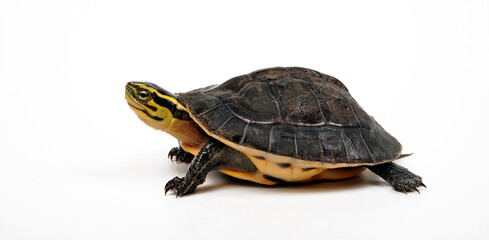 Amboina box turtle // Amboina-Scharnierschildkröte (Cuora amboinensis) 