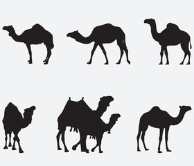 Silhouette,Desert,Travel,Animal,Black,Africa,African,Tourism,Wildlife,Safari,Zoo,Sahara,Camels,Symbol,Arab,Asia,Camel icon,Camel isolated,Camel silhouette free,Camel vector silhouette,Camels desert,Wi