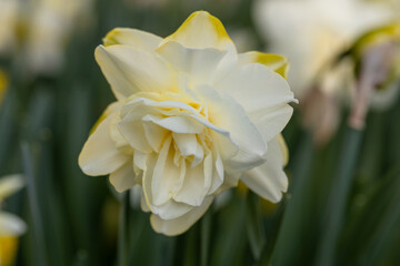 White flower of daffodil Narcissus cultivar Obdam from Double Group