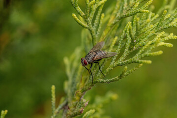 Fly
