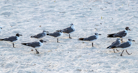 Seagull Seagulls walking on beach sand Playa del Carmen Mexico.