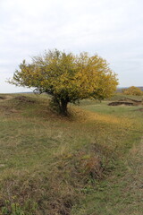 Fototapeta premium A tree in a field