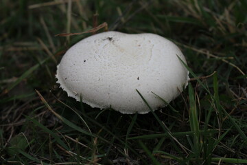 A white mushroom in the grass
