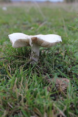 A white mushroom growing in the grass