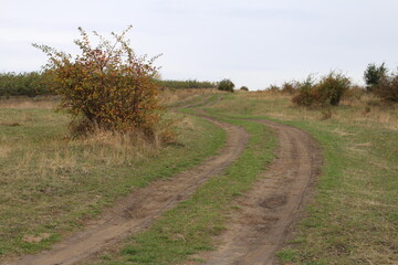 A dirt road with trees on either side
