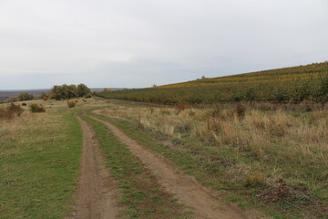 A dirt road with grass and bushes on either side of it