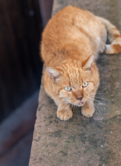 a brown striped cat with view from above