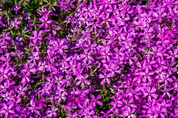 Purple-pink moss phlox flowers are blooming. The Latin name of this moss phlox is Phlox subulate. 
 - obrazy, fototapety, plakaty