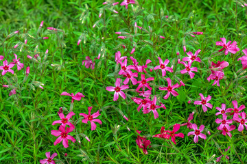 Purple-pink moss phlox flowers are blooming. The Latin name of this moss phlox is Phlox subulate. 
