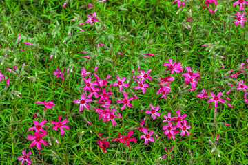 Purple-pink moss phlox flowers are blooming. The Latin name of this moss phlox is Phlox subulate. 
