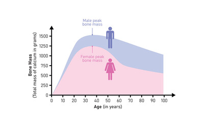 Bone Mass Curve in Male and Female Concept Design. Vector Illustration.