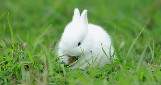 Baby bunny licking toe and cleaning yourself