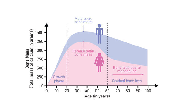 Bone Mass Curve in Male and Female Concept Design. Vector Illustration.