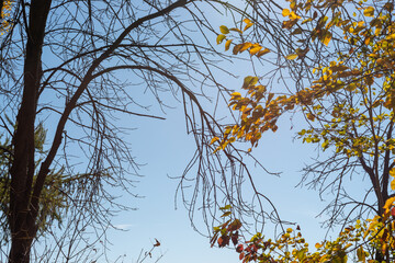 bare branches and tree with autumn leaves on a blue sky