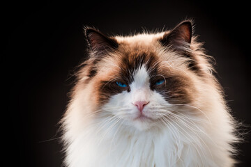 Beautiful young healthy Ragdoll cat on a black background.