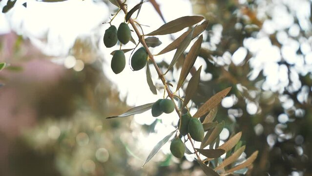 Close up motion down of green olives on a tree branch and sunlight shine through the leaves