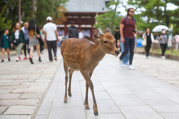 Nara Park Deer - obrazy, fototapety, plakaty