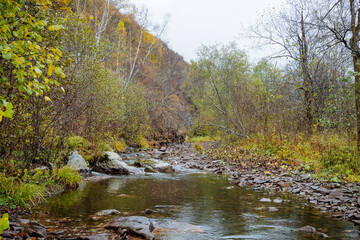 Naklejka na ściany i meble Autumn in the mountains, a small mountain river flows among the stones, a pebble bank, yellow leaves fall into the water,