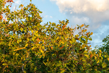 Sunrise and golden hour views of the trees in the Mayakoba nature preserve in the Riviera Maya,...