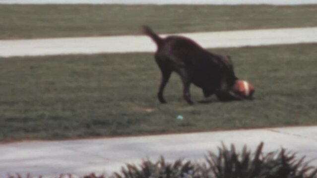 Dog Having Fun on a Summer Day at Madison City Park in Wisconsin, Time for Leisure and Relaxation, 1960s Vintage Footage, USA.